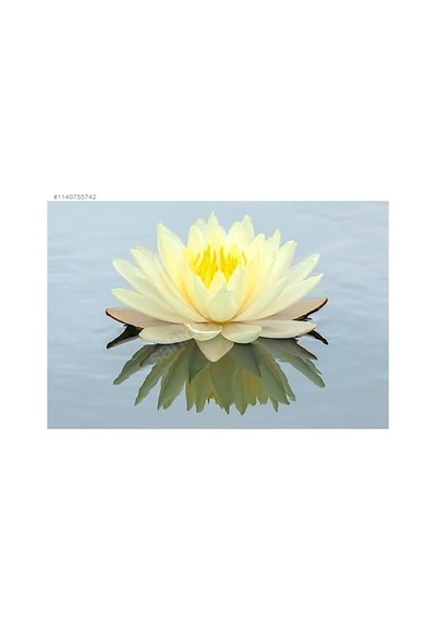 10 Adet Sarı Lotus Tohumu Nilüfer Tohumu