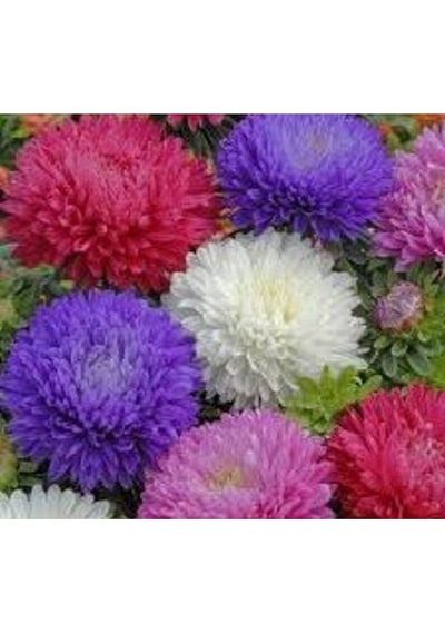 10 Adet Natural Chrysanthem Aster Mix Heirloom Tohumu