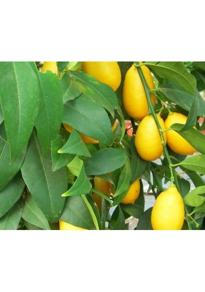 LİME MİSKET LİMON FİDANI - Limequat