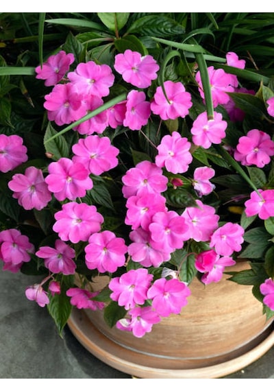 Videolu Pembe Cam Güzeli 10 30 Cm 1 Adet Saksılı/ Tüplü Çiçekli Bodur Bitki Impatiens Walleriana