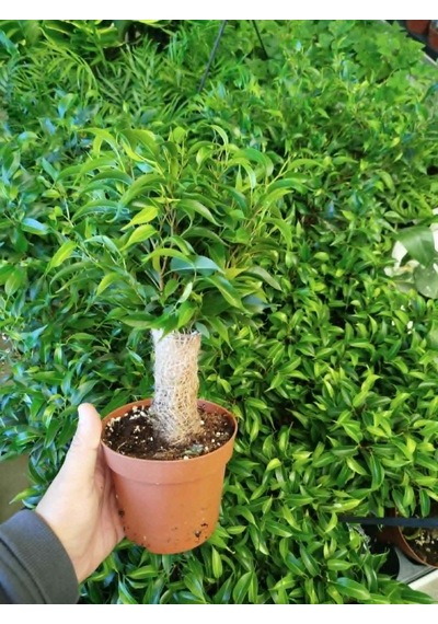 Bonsai Ficus Benjamin Hasır Gövdeli
