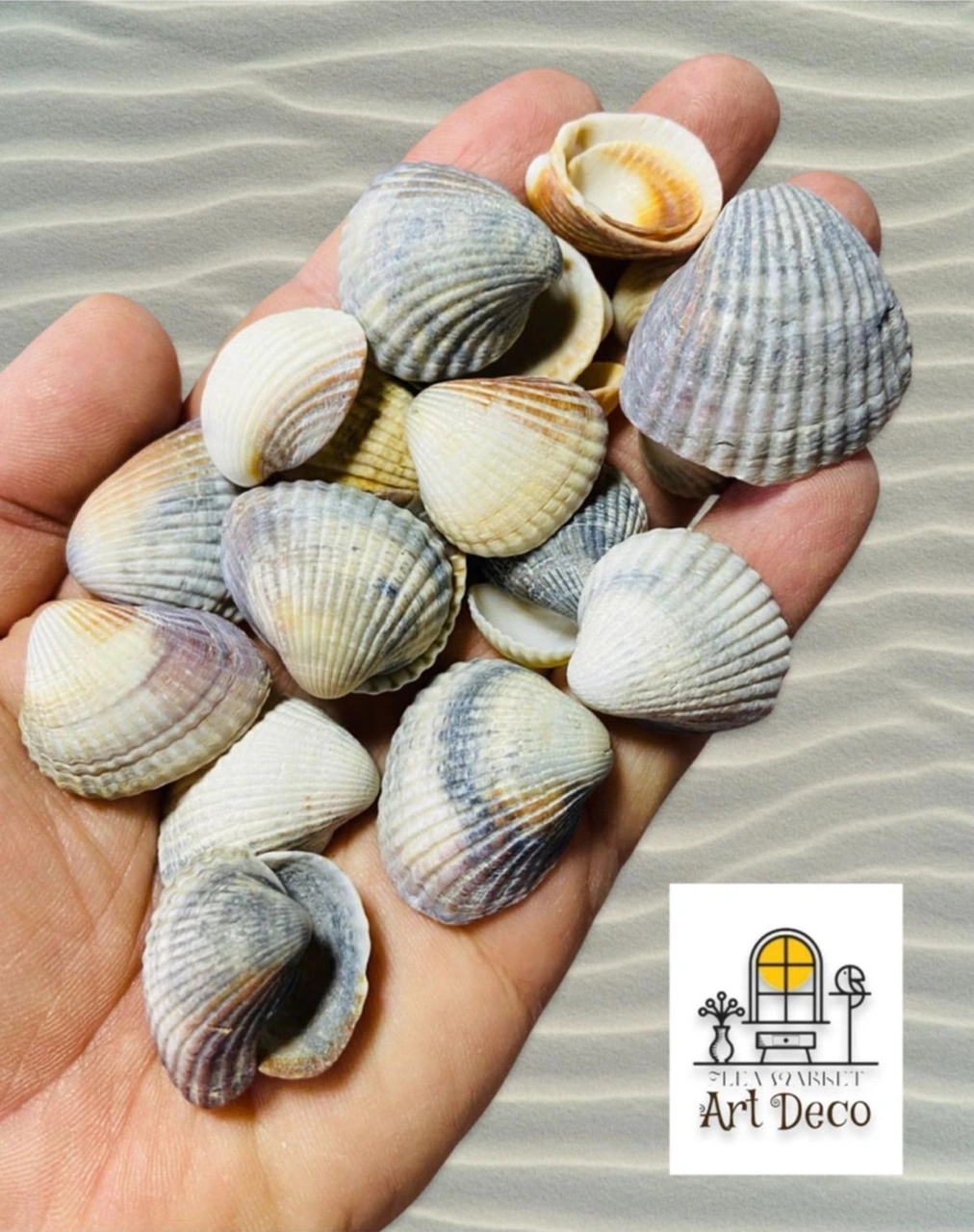 Ocean Mystery - Gerçek Deniz Kabukları - 100gr Ort 1-4 Cm -