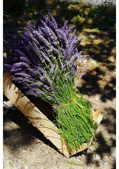 Ingiliz Lavanta Tohumu Lavandula Angustifolia