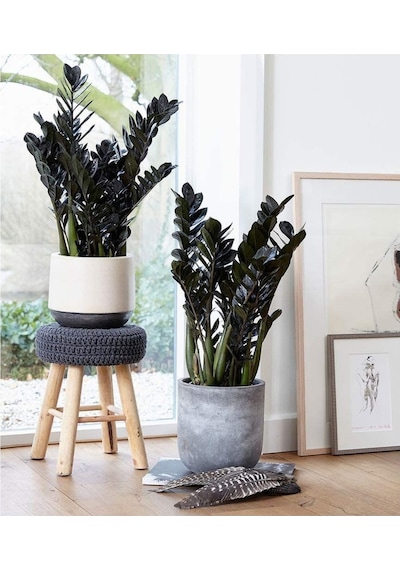 Zeze Çiçeği Zamia Zamioculcas Zamiifolia - Iç Mekan Bitkisi