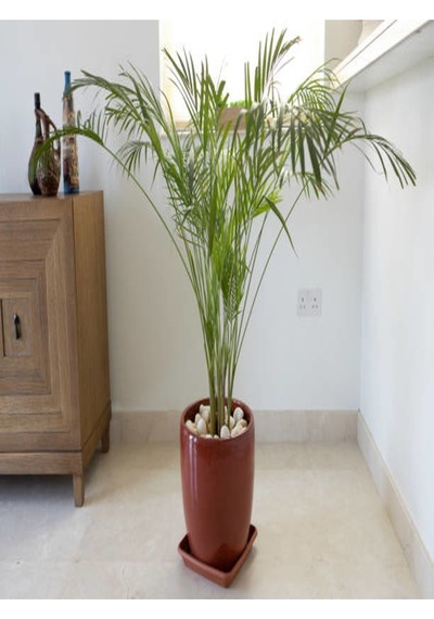 Areka Palmiyesi 100 -120cm Areka-palmiyesi 4-5 Litrelik Saksıda Iç Mekan Bitkisi