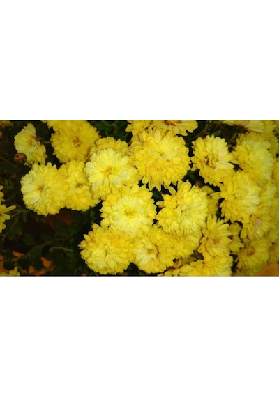 Sarı Kasımpatı Çiçeği Fidanı Saksılı 20-40 Cm