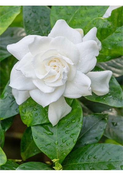 Videolu 1 Adet Mis Kokulu Gardenya Çiçeği Hediyelik 25-40 Cm Saksılı Iç Mekan Bitki Gardenia