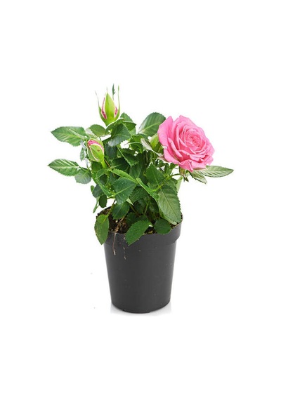 Yoğun Kokulu Itır + Pembe Gül Fidanı 10-15 Cm Saksılı Dış Mekan Bitkileri