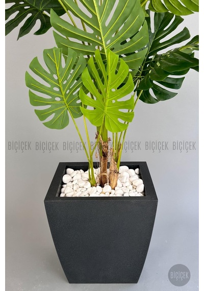 Yapay Monstera Ağacı Deve Tabani 180 Cm Antresi T Kemer Saksıda Antresit