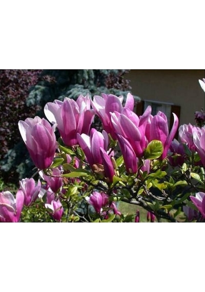 Saray Lalesi Yaprak Döken Manolya 130-150 Cm. 24cm. Çapında S...