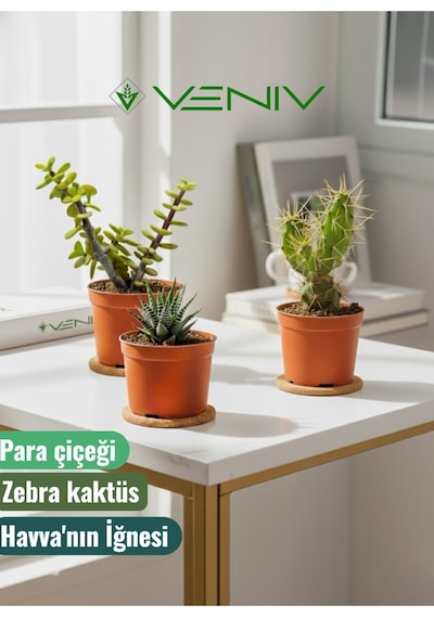 3 Adet Canlı Kaktüs - Para Çiçeği- Havva'nın İğnesi- Zebra Kaktüs 3