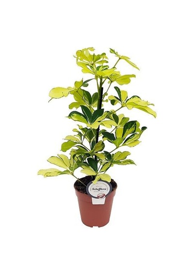 Schefflera Bitkisi Tekli Dikim 80cm N11.40