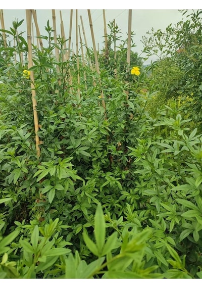 Videolu Çalı Sarı Yasemin Fidanı 1 Adet Saksılı/tüplü 40-60 Cm Jasminum Nudiflorum
