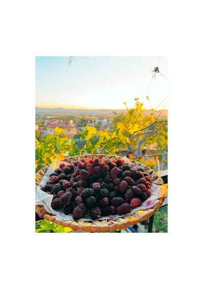 Karadut Kurusu 500gr Diğer