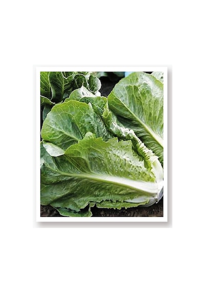 AGRodal Tarım Ata Tohumu Yerli Doğal Marul Yedıkule 1000 Ad Tohum