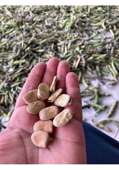 1 Kg Kuru Bakla Yerli Üretim Doğal Ve Katkısız İç Bakla