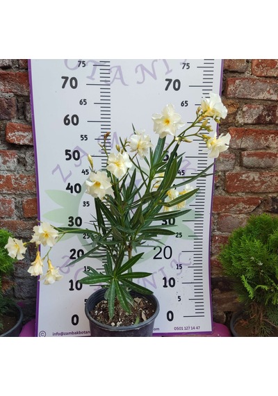 Zakkum Çiçeği Nerium Oleander - Renkli Ve Dayanıklı Çiçekli Bitki