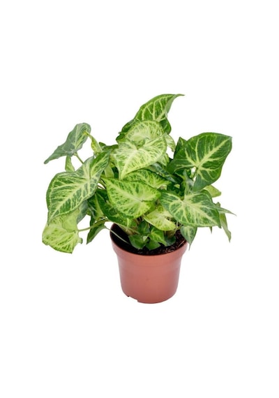 Dolgun Formlu Dekoratif Melek Kanadı Çiçeği 20-40cm 1 Adet Saksılı Syngonium