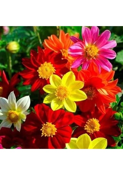30+ Dahlia Variabilis Mignon Çiçek Tohumu Karışık Renk Çiçekli N112318