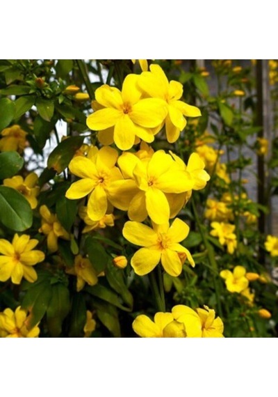 Videolu Sarı Yasemin Fidanı 100-12cm 1 Adet Saksılı Dış Mekan Sarmaşık Yellow Jasmine