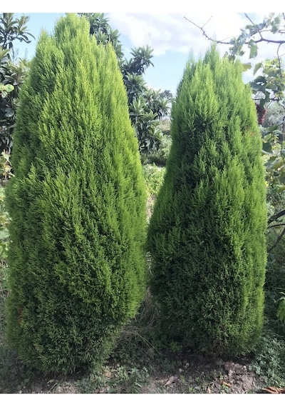 Limon Kokulu Çam Ağacı 30-40 Cm Limoni Servi Cupressus Diğer
