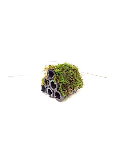6 Lı Karides Yuvası Ve Üretim Tüpüne Tutturulmuş Moss Boyu 10 Cm
