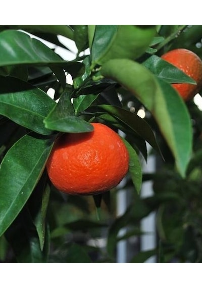 Tüplü Fidan King Mandalina Fidanı
