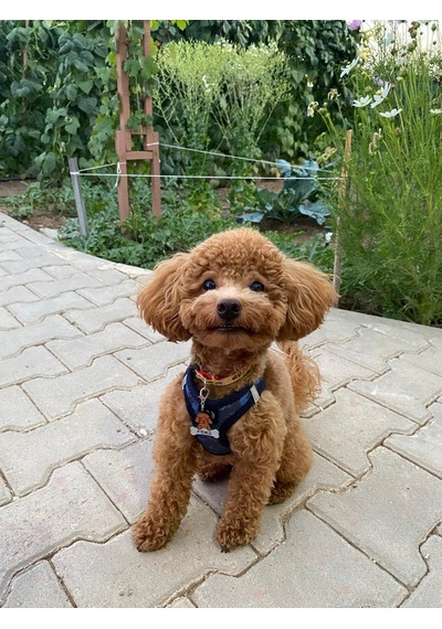 Majo Poodle İsimlik