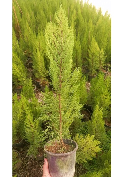 LİMONİ SERVİ 5 ADET 50-70 cm - LİMON ÇAMI