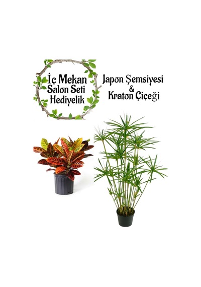 Japon Şemsiyesi 40-60 Cm 1 Adet Saksılı+kraton Bitkisi 20-40cm 1 Adet Saksılı