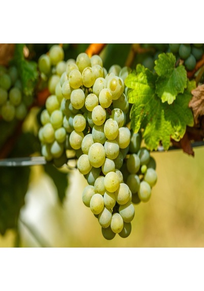 Tüplü Aromalı Beyaz Şaraplık Chardonnay Üzüm Fidanı