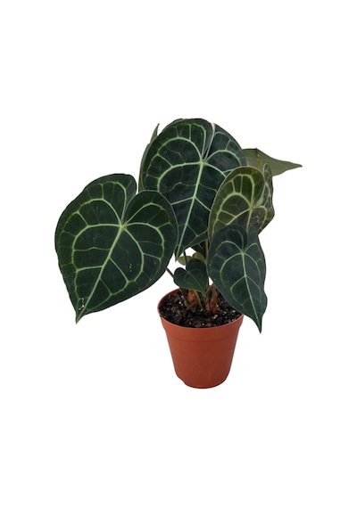 Anthurium Clarinervium Ø17 CM Y40-45 CM