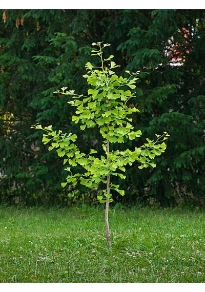 Favori Ürün Çınar Ağacı Fidanı Doğu Çınarı 80 90 Cm 4 Adet Tüplü Dış Mekan Platanus Orientalis