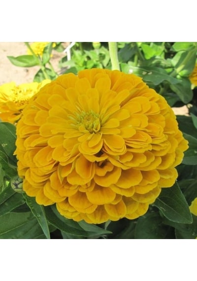 Super Yoga Elegans Golden Yellow Zinya Çiçeği Tohumu 40 Tohum