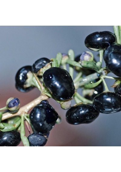 Tüplü Nadir Bulunan Siyah Goji Berry Fidanı meyve Verme Yaşında