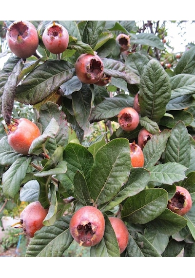 Aşılı Döngel Muşmula Fidanı