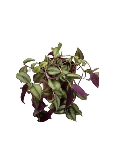 Tradescantia Alacalı Yeşil Telgraf Çiçeği 1 Adet Saksılı 20-40cm