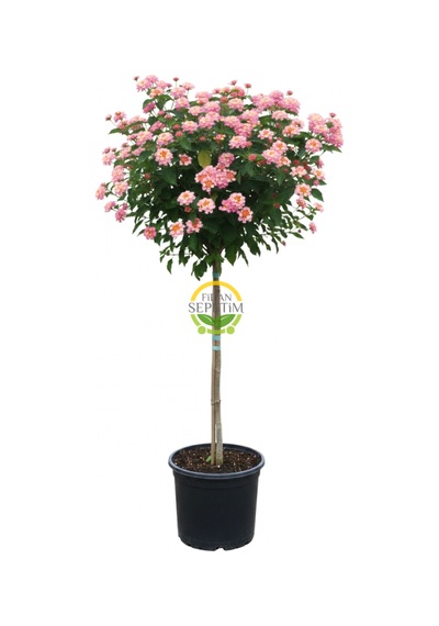Açık Pembe/sarı Çiçekli Tijli Mine Ağacı 130-140 Cm Lantana Camara