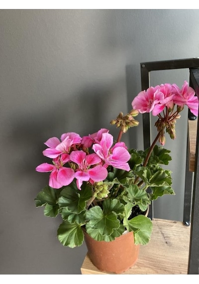 Saksılı Sardunya Pembe Alacalı Fuşya 10-20 Cm