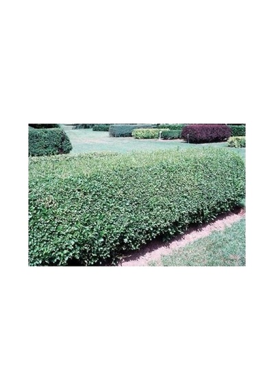 Ligustrum Fidanı 10-20 Cm