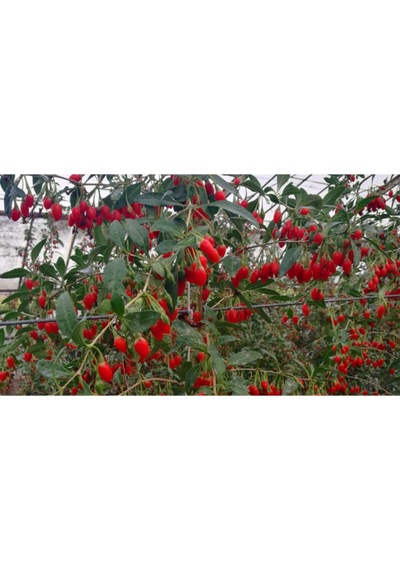 2 Adet Goji Berry Fidanı Nq1 Tombul Meyve Tüplü 1 Yaş 12 Ay Dikebilirsiniz....