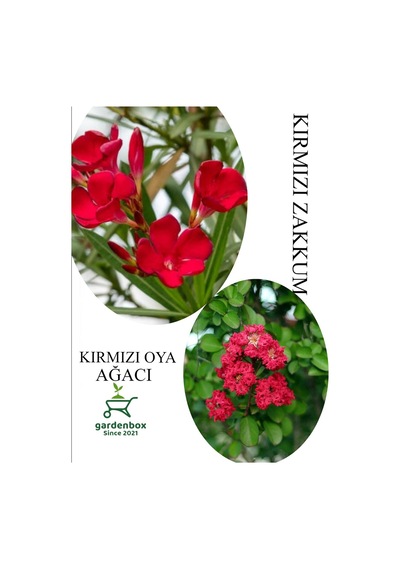 Kırmızı Oya Fidanı 1 Adet Saksılı 30-60cm-kırmız Zakkum Çiçeği 1 Adet 30-60cm