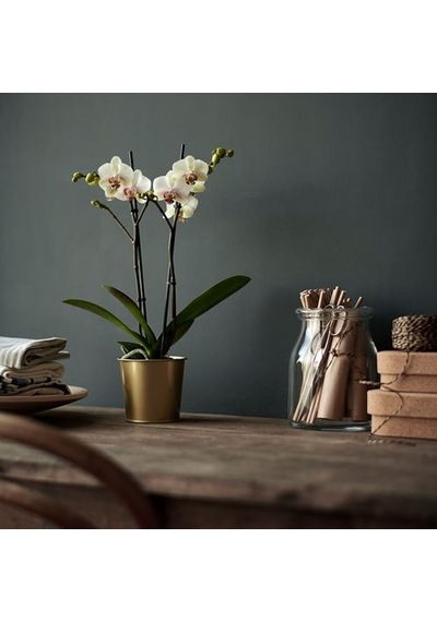 Ikea Daıdaı Çelik Saksı, Pirinç Rengi