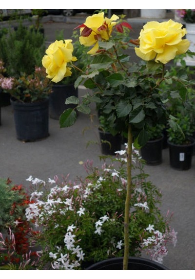 Landora Gül Fidanı Sarı Renkli 30 60 Cm 1 Adet Saksılı Aşılı Gül Yellow Rose