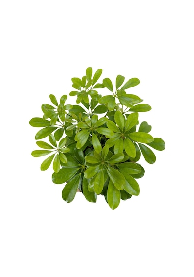 Videolu Tek Dal Yeni Iş Hediyesi Yeşil Şeflera Çiçeği 40-80 Cm Saksılı Iç Mekan Bitki Schefflera