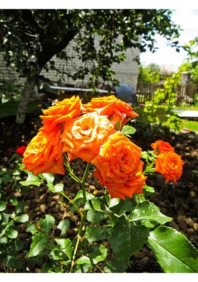 Ponpon Yediveren Kokulu Turuncu Renkli 40 65 Cm Saksılı Aşılı Gül Orange Rose