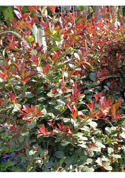 Süs Bitkisi Evgenya Çalısı 50-70cm Saksılı/tüplü Eugenia Etna Fire