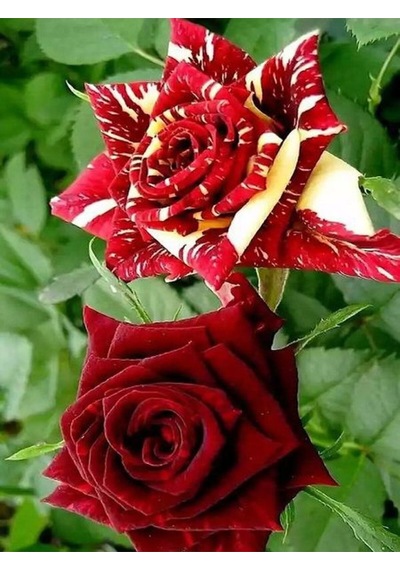 Avantajlı Yediveren Aşılı Sihirbaz Abrakadabra Gül Fidanı 1 Adet Saksılı 50-90 Cm Wizard Rose