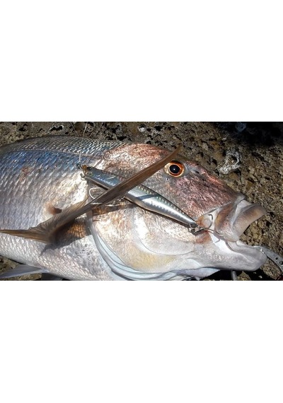 Duo Rough Trail Malice 130 Aha0109 / Mackerel Hd