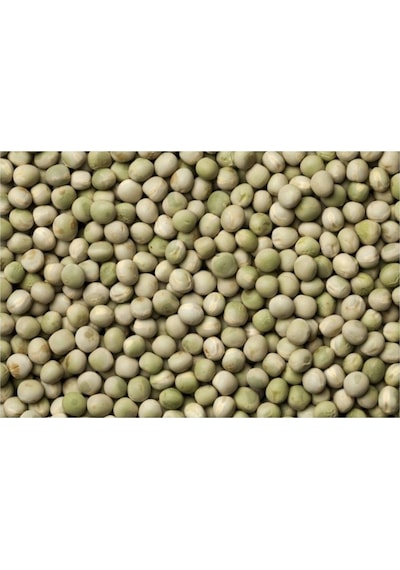 Yem Bezelyesi Tohumu Yemlik Bezelye Tohumu 10 Kg